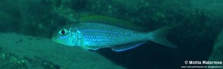 Xenotilapia flavipinnis 'Mtakuja'.jpg