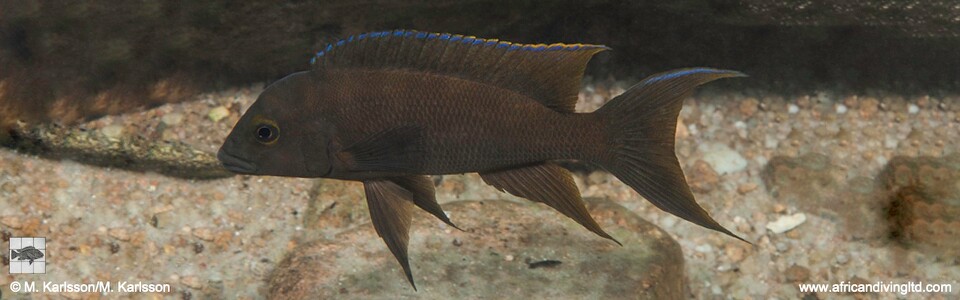 Neolamprologus christyi 'Mtosi Bay'