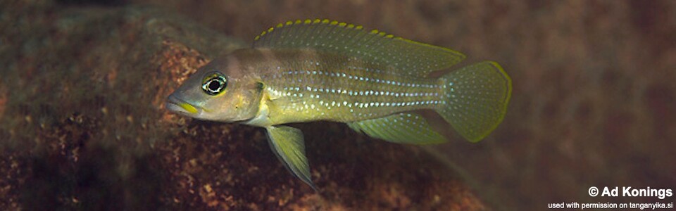 Neolamprologus tetracanthus 'Mtosi Bay'<br><font color=gray>Neolamprologus brevianalis 'Mtosi Bay'</font> 