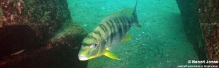 Boulengerochromis microlepis 'Mtosi Bay'.jpg