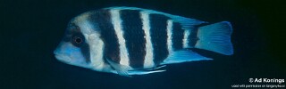 Cyphotilapia gibberosa 'Mtosi Bay'.jpg