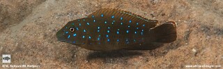 Eretmodus cyanostictus 'Mtosi Bay'.jpg