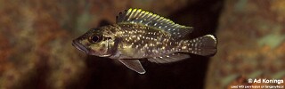 Lamprologus lemairii 'Mtosi Bay'.jpg
