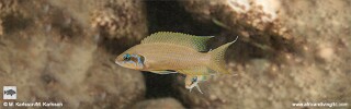Neolamprologus brichardi &#39;Mtosi&#39;
