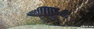 Neolamprologus cylindricus &#39;Mtosi&#39;