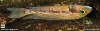 Neolamprologus furcifer &#39;Mtosi&#39;