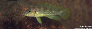 Neolamprologus tetracanthus &#39;Mtosi Bay&#39; Neolamprologus brevianalis &#39;Mtosi Bay&#39;
