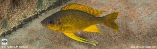 Ophthalmotilapia nasuta 'Mtosi Bay'.jpg