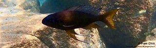 Ophthalmotilapia sp. 'whitecap' Mtosi Bay.jpg