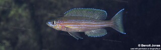 Paracyprichromis brieni 'Mtosi Bay'.jpg