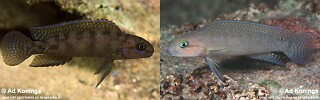 Telmatochromis cf. temporalis 'Mtosi Bay'.jpg