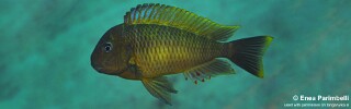 Tropheus moorii 'Mtosi Bay'.jpg