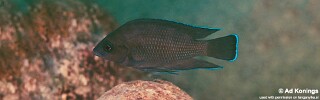Variabilichromis moorii 'Mtosi Bay'.jpg