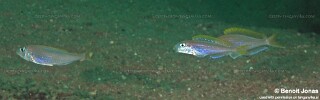 Xenotilapia flavipinnis 'Mtosi Bay'.jpg