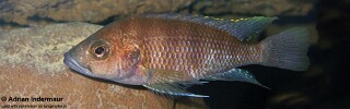 Trematochromis benthicola 'Mucansi'.jpg