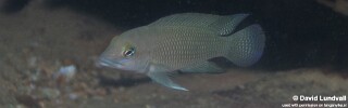 Neolamprologus cf. petricola 'Mulyma'.jpg