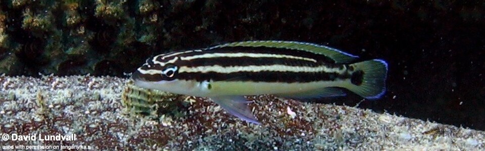 Julidochromis ornatus 'Mutondwe (Crocodile) Island'