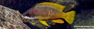Neolamprologus mustax 'Mutondwe Island'.jpg