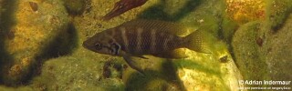 Neolamprologus savoryi 'Mutondwe Island'.jpg