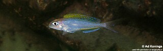 Xenotilapia flavipinnis 'Mutondwe Island'.jpg