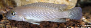 Neolamprologus cf. petricola 'Muzimu'.jpg
