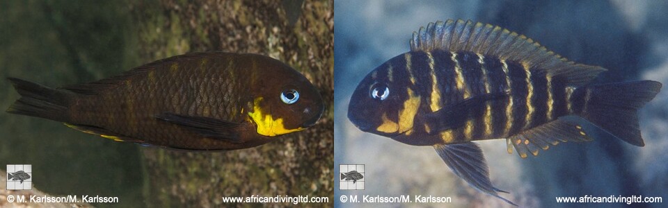 Tropheus sp. 'Mpimbwe' Mwaka Bay<br>(Dahabu Yellow Cheek)