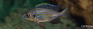 Aulonocranus dewindti 'Mwila Island'.jpg