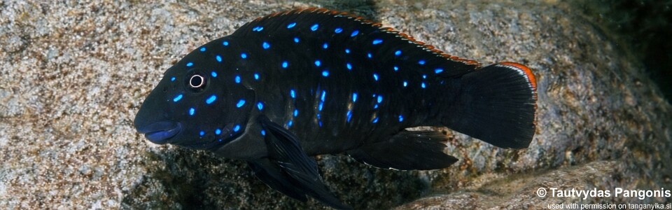 Eretmodus cyanostictus 'Nausingili Island'