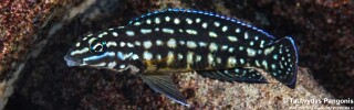 Julidochromis cf. marlieri 'Nausingili Island'.jpg