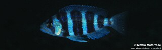 Perissodus straeleni 'Nausingili Island'.jpg