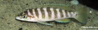 Neolamprologus cylindricus 'Ngosa Point'.jpg