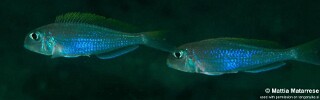Xenotilapia flavipinnis 'Ngosa Point'.jpg