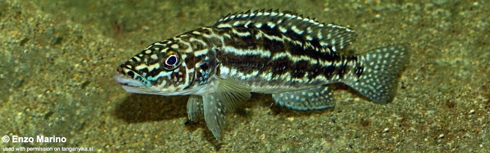 Lepidiolamprologus kendalli 'Nkamba Bay'<br><font color=gray>Lepidiolamprologus nkambae 'Nkamba Bay'</font>