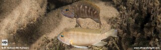 Telmatochromis cf. temporalis 'Nkonkonti Point'.jpg