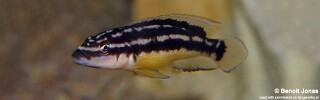 Julidochromis sp. 'ornatus kapampa' Nkorosha.jpg