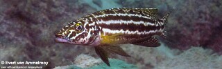 Lepidiolamprologus kendalli &#39;Nsumbu NP&#39; Lepidiolamprologus nkambae &#39;Nsumbu NP&#39;