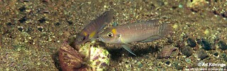 Neolamprologus brevis 'Nzwema'.jpg