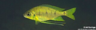 Ophthalmotilapia nasuta 'Nzwema'.jpg