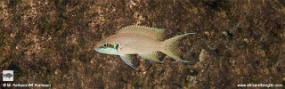 Neolamprologus brichardi 'Popo (Kizumbi) Rocks'.jpg