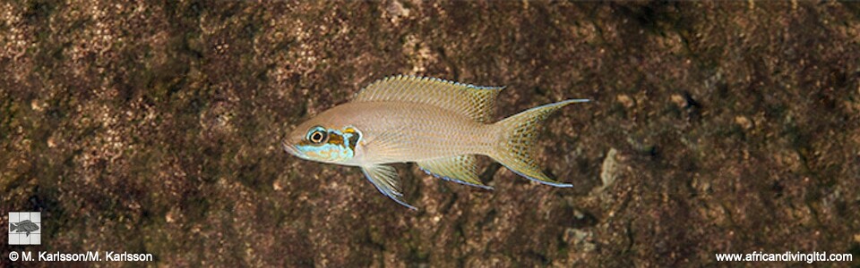 Neolamprologus brichardi 'Popo Rocks'