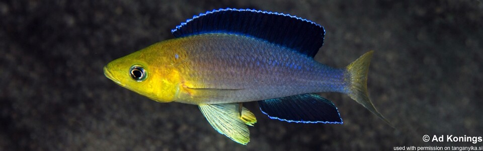 Cyprichromis sp. 'leptosoma jumbo' Samazi