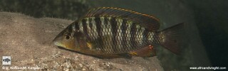 Jabarichromis pfefferi 'Segunga' (North).jpg