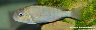 Pseudosimochromis babaulti &#39;Shashete Bay&#39;