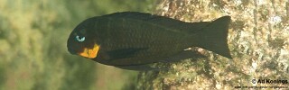 Tropheus sp. &#39;mpimbwe&#39; Shashete Bay