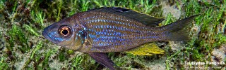 Aulonocranus dewindti 'Sibwesa'.jpg