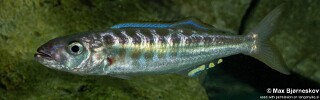 Bathybates fasciatus 'Sibwesa'.jpg