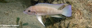 Neolamprologus sp. 'modestus mahale' Sibwesa.jpg