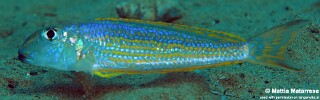 Xenotilapia ochrogenys 'Sibwesa'.jpg
