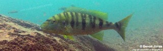 Boulengerochromis microlepis 'Silaf Rocks'.jpg