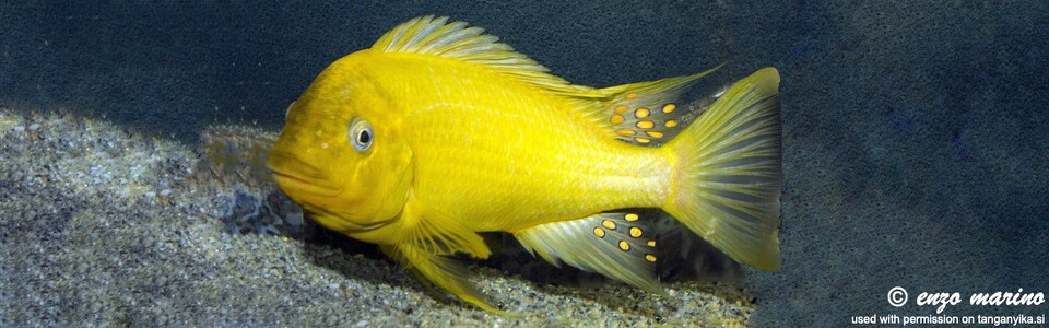 Petrochromis ephippium 'Siyeswe Bay'